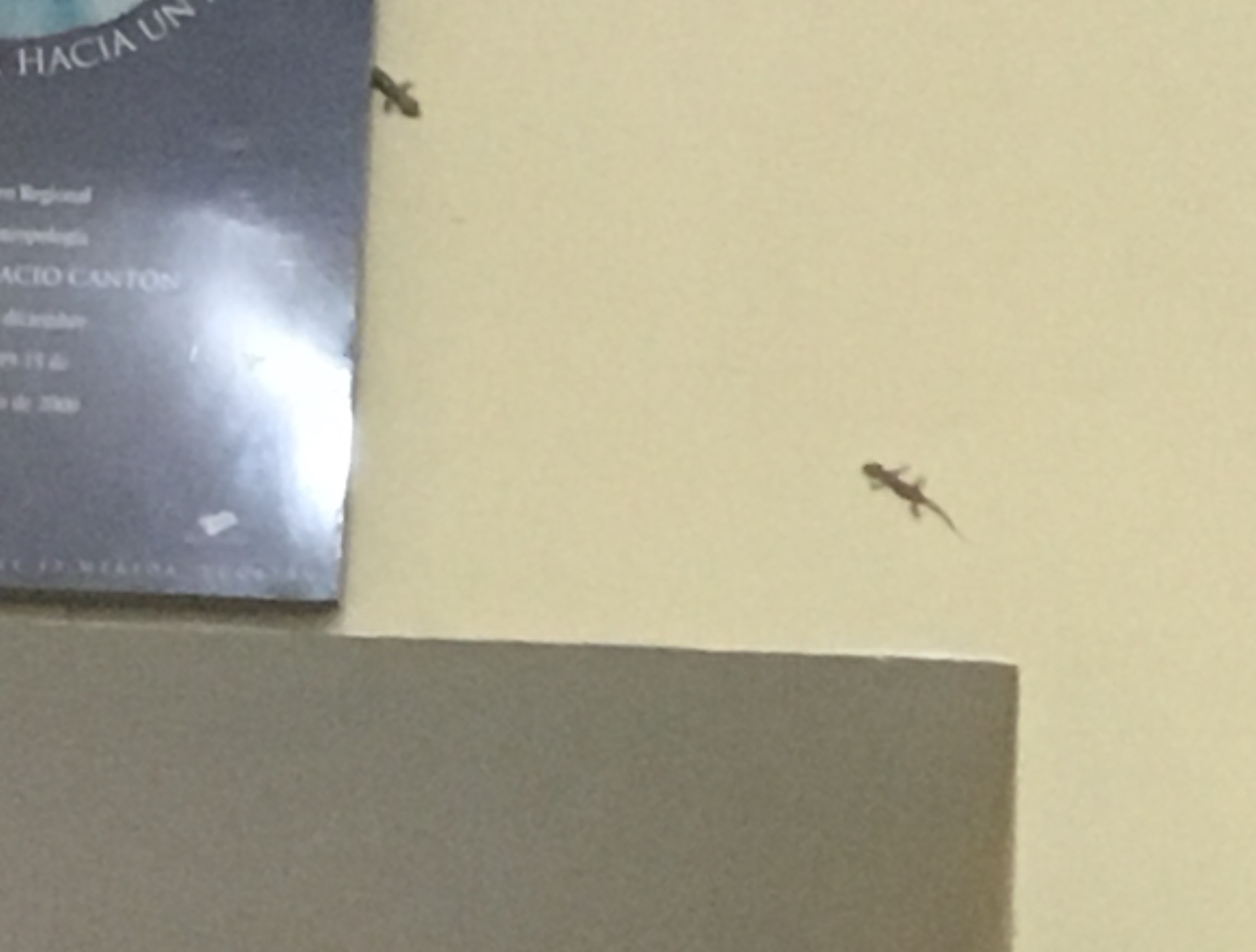 lizards.jpg