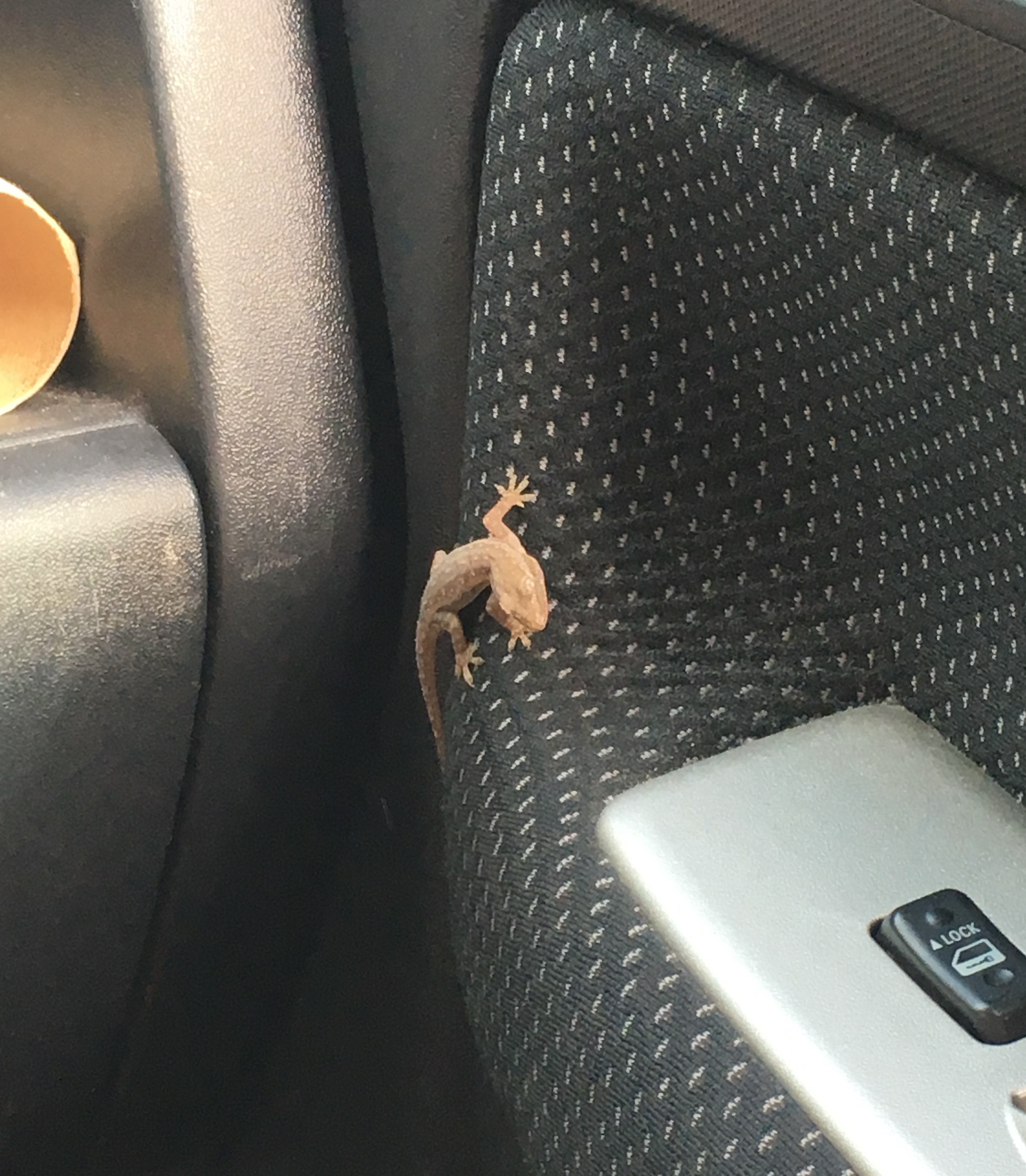 lizards2.jpg