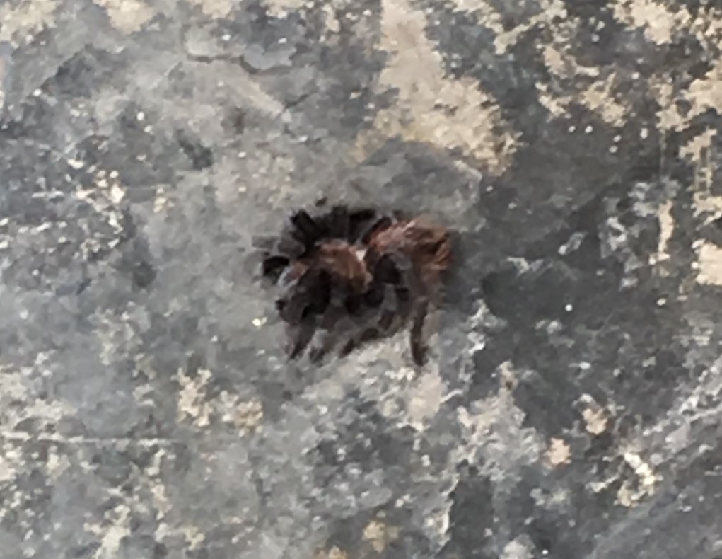 tarantula.jpg